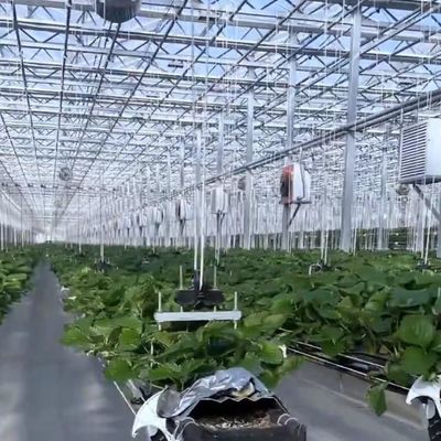 Multi-Span Hydroponics met een goede lichttransmissie en aanpasbare opties