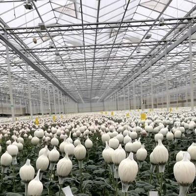 Multi-Span Hydroponics met een goede lichttransmissie en aanpasbare opties
