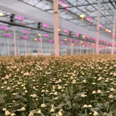 Multi-Span Hydroponics met een goede lichttransmissie en aanpasbare opties