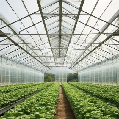 Multi-Span Hydroponics met een goede lichttransmissie en aanpasbare opties