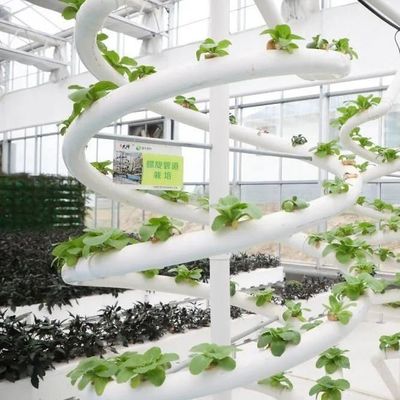 Hoge opbrengst kas hydroponisch systeem aanpassing voor commerciële duurzaamheid
