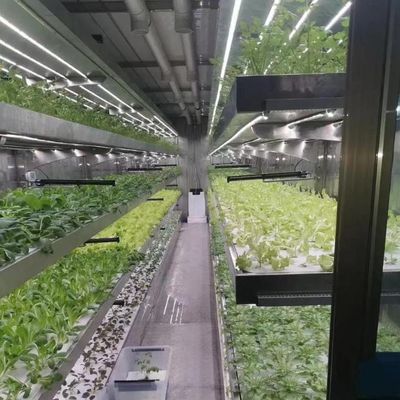 Hoge opbrengst kas hydroponisch systeem aanpassing voor commerciële duurzaamheid