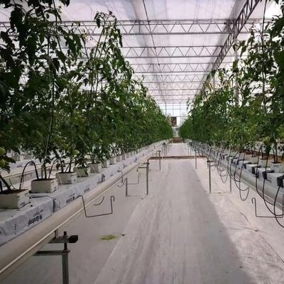 Hoge opbrengst kas hydroponisch systeem aanpassing voor commerciële duurzaamheid