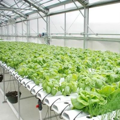 Hoge opbrengst kas hydroponisch systeem aanpassing voor commerciële duurzaamheid