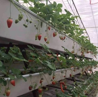 Hoge opbrengst kas hydroponisch systeem aanpassing voor commerciële duurzaamheid