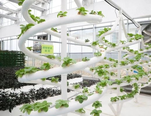 Landbouwfilmplantenhuis hydroponische installatie met staalstructuur en grootschalige capaciteit