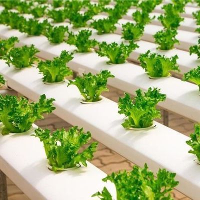 Film Kas Hydroponisch systeem Pakket Bruto gewicht 2000.000kg Op maat gemaakte aanvraag