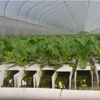 Film Kas Hydroponisch systeem Pakket Bruto gewicht 2000.000kg Op maat gemaakte aanvraag