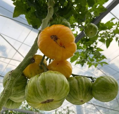 Film Kas Hydroponisch systeem Pakket Bruto gewicht 2000.000kg Op maat gemaakte aanvraag