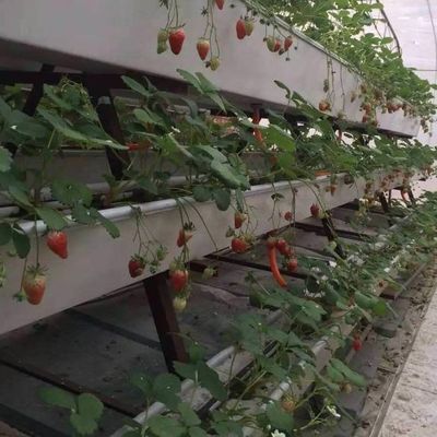 6/9.6/12 meter Teeltmethode Hydroponisch systeem voor Juxiang Film Kas Makkelijk