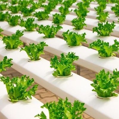 Innovatief hydroponisch systeem voor verbouwing van filmkasten