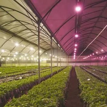 Anti-Drip Fogging verlichtende kas voor zaadverbouwing Op aanvraag