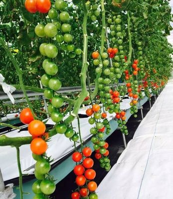 Glaskasten met hydroponische installatie voor het hele jaar door verbouwen betaalbare verzendkosten