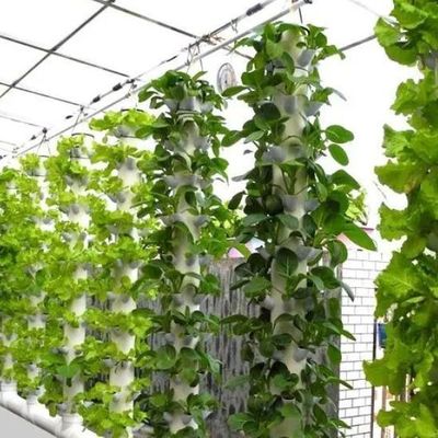 Glaskasten met hydroponische installatie voor het hele jaar door verbouwen betaalbare verzendkosten