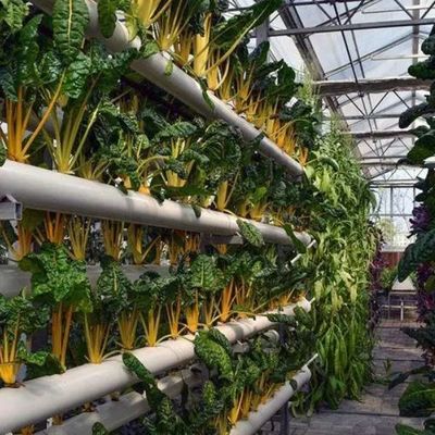 Glaskasten met hydroponische installatie voor het hele jaar door verbouwen betaalbare verzendkosten