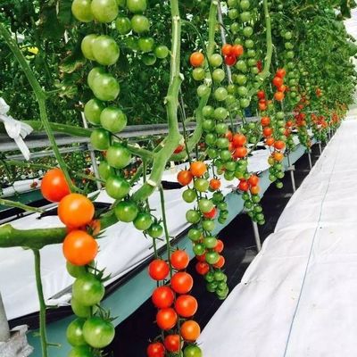 Grootschalige hydroponische installaties voor landbouwhuisgassen met tijdelijke verwarmingsmethode