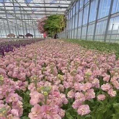 Commercieel kasdruppelbewateringsglas hydroponicsysteem met aanpassing