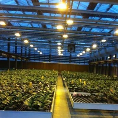 Gecontroleerde omgeving Verlichtte plantenkas met glazen dekking en verlichting