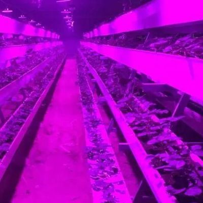 Gecontroleerde omgeving Verlichtte plantenkas met glazen dekking en verlichting