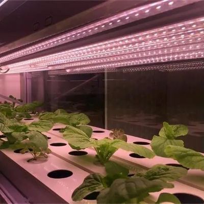 Gecontroleerde omgeving Verlichtte plantenkas met glazen dekking en verlichting