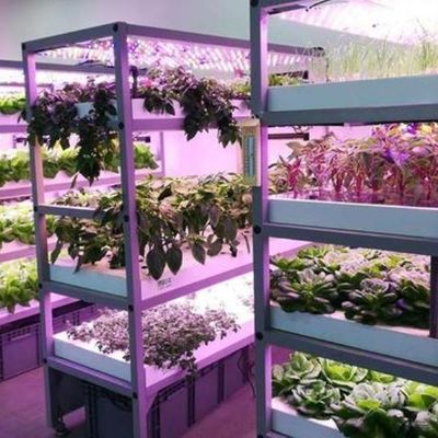 Gecontroleerde omgeving Verlichtte plantenkas met glazen dekking en verlichting