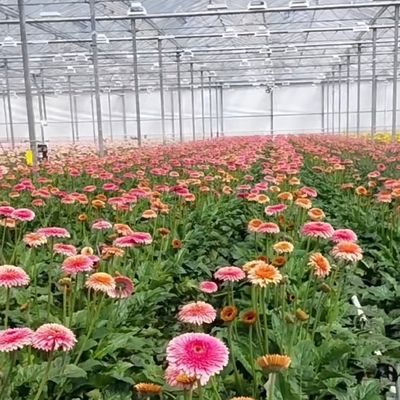 Float Single Layer Hollow Glass Greenhouse Hydroponics Perfect voor Hydroponic Farming