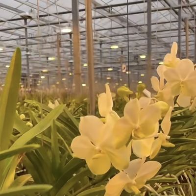 Staalstructuur Dubbellaag Venlo-glaskas voor hydroponisch productiesysteem