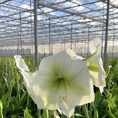 Groente- en bloemenhydroponisch systeem