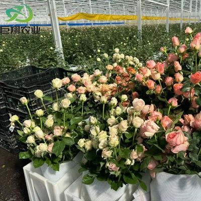 Sleutelklaar glas en productiecapaciteit dekking productie kas voor verticale landbouw