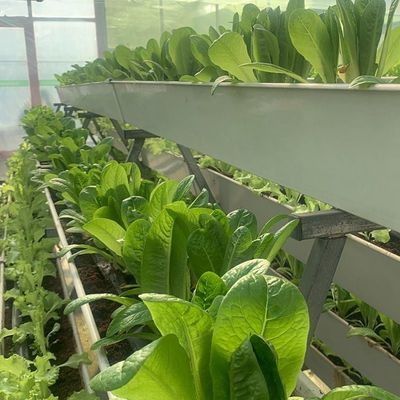 Glasbedekte hydroponische zaailingen kas met buiten schaduw en spuitkoeling