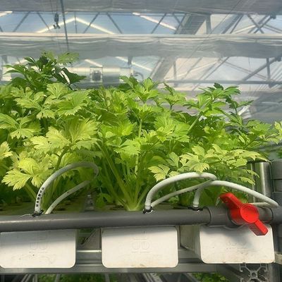 Glasbedekte hydroponische zaailingen kas met buiten schaduw en spuitkoeling