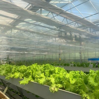 Groenhuisinstallatie met een hydroponische film van vierkante meter voor de productie van gewassen gedurende het hele jaar