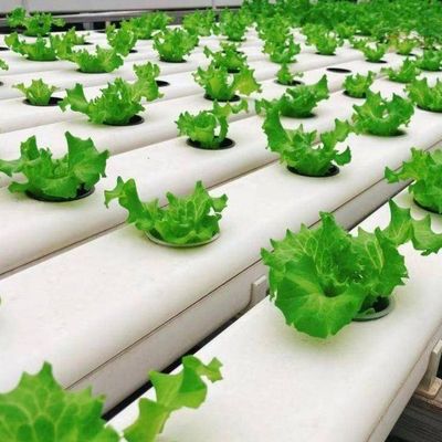 Groenhuisinstallatie met een hydroponische film van vierkante meter voor de productie van gewassen gedurende het hele jaar