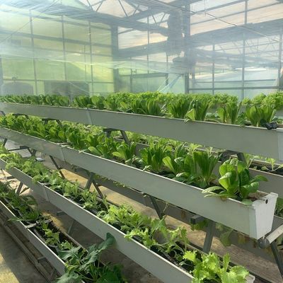 Groenhuisinstallatie met een hydroponische film van vierkante meter voor de productie van gewassen gedurende het hele jaar