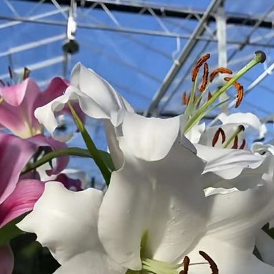 Doppellagig commercieel kas voor intelligente aanplant van groenten en bloemen