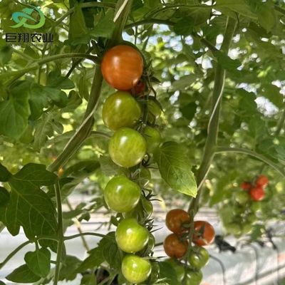 Hydroponische teeltmethode Landbouw Glaskas voor tomaten/vruchten