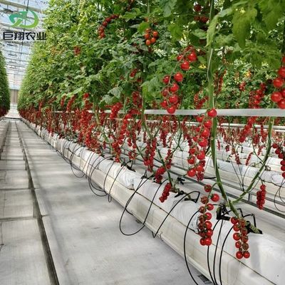 Hydroponische teeltmethode Landbouw Glaskas voor tomaten/vruchten