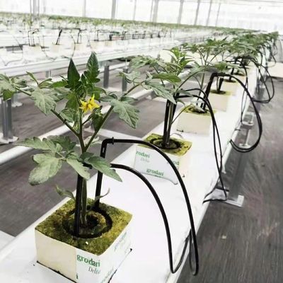 Gepersonaliseerde kas voor de landbouw Commercieel glas/Temperingsglas/Floatglas