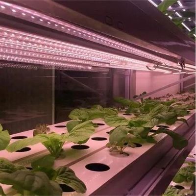 Doppelschijfer waterbespuitingsapparaat met gecontroleerde verlichting kas voor plantenoplossingen