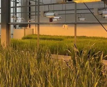 Doppelschijfer waterbespuitingsapparaat met gecontroleerde verlichting kas voor plantenoplossingen
