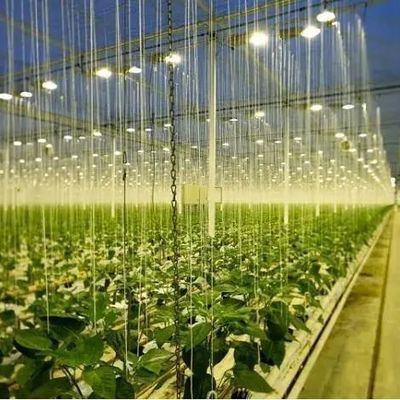 Glasdeksel JX-GG-12 Schaduwrijke Hydroponische zaaifaciliteit Verlichte kas door Juxiang