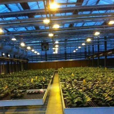 Glasdeksel JX-GG-12 Schaduwrijke Hydroponische zaaifaciliteit Verlichte kas door Juxiang