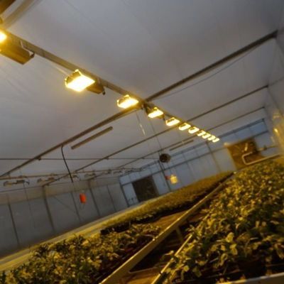 Glasdeksel JX-GG-12 Schaduwrijke Hydroponische zaaifaciliteit Verlichte kas door Juxiang