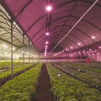 Glasdeksel JX-GG-12 Schaduwrijke Hydroponische zaaifaciliteit Verlichte kas door Juxiang