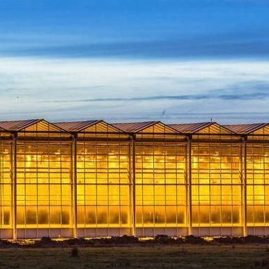 Glasdeksel JX-GG-12 Schaduwrijke Hydroponische zaaifaciliteit Verlichte kas door Juxiang