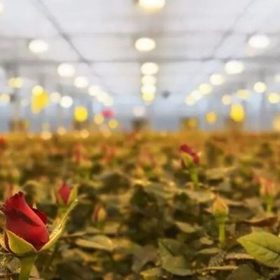 Glasdeksel JX-GG-12 Schaduwrijke Hydroponische zaaifaciliteit Verlichte kas door Juxiang