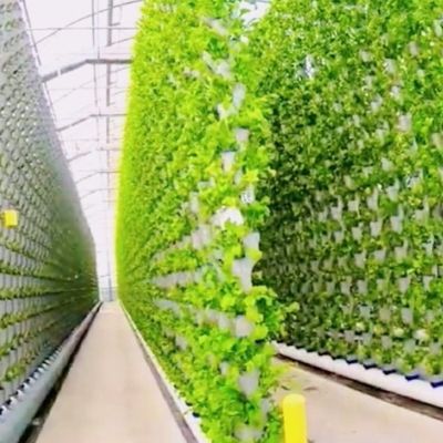 Hydroponische zaaifaciliteit Innen schaduwfilmplanting Kas met buitenschaduw