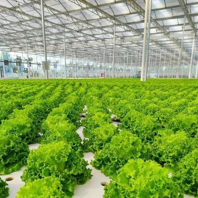 Goedkope glazen kas voor grootschalige groentenproductie en grote grootte