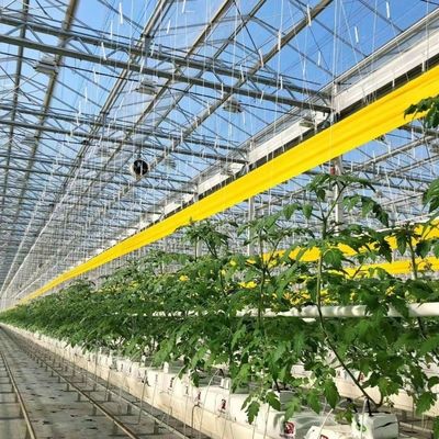 Goedkope glazen kas voor grootschalige groentenproductie en grote grootte