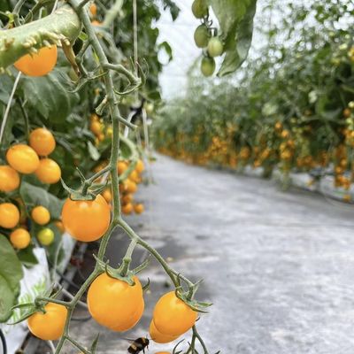 Ju Xiang glazen kas met type dak verzendkosten en geschatte levertijd